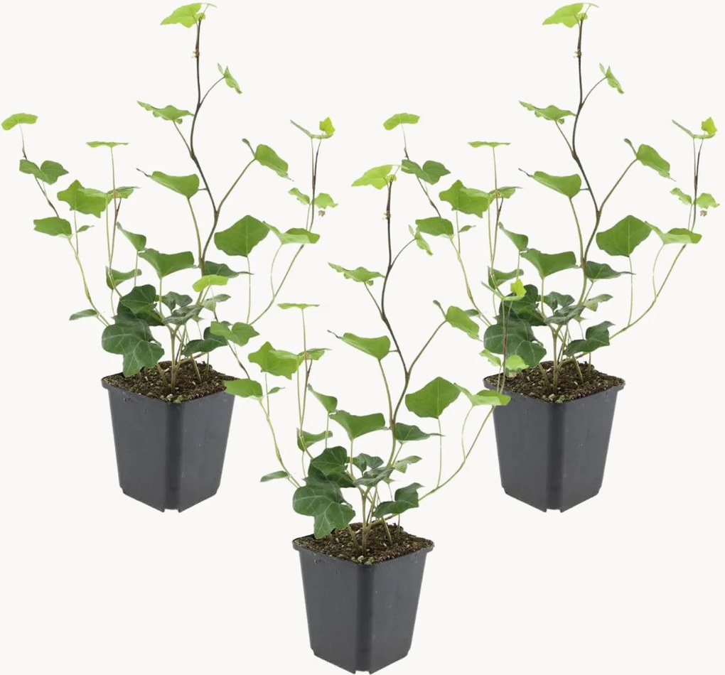 Planten Atlantic Ivy Hedera hibernica, 3-delig