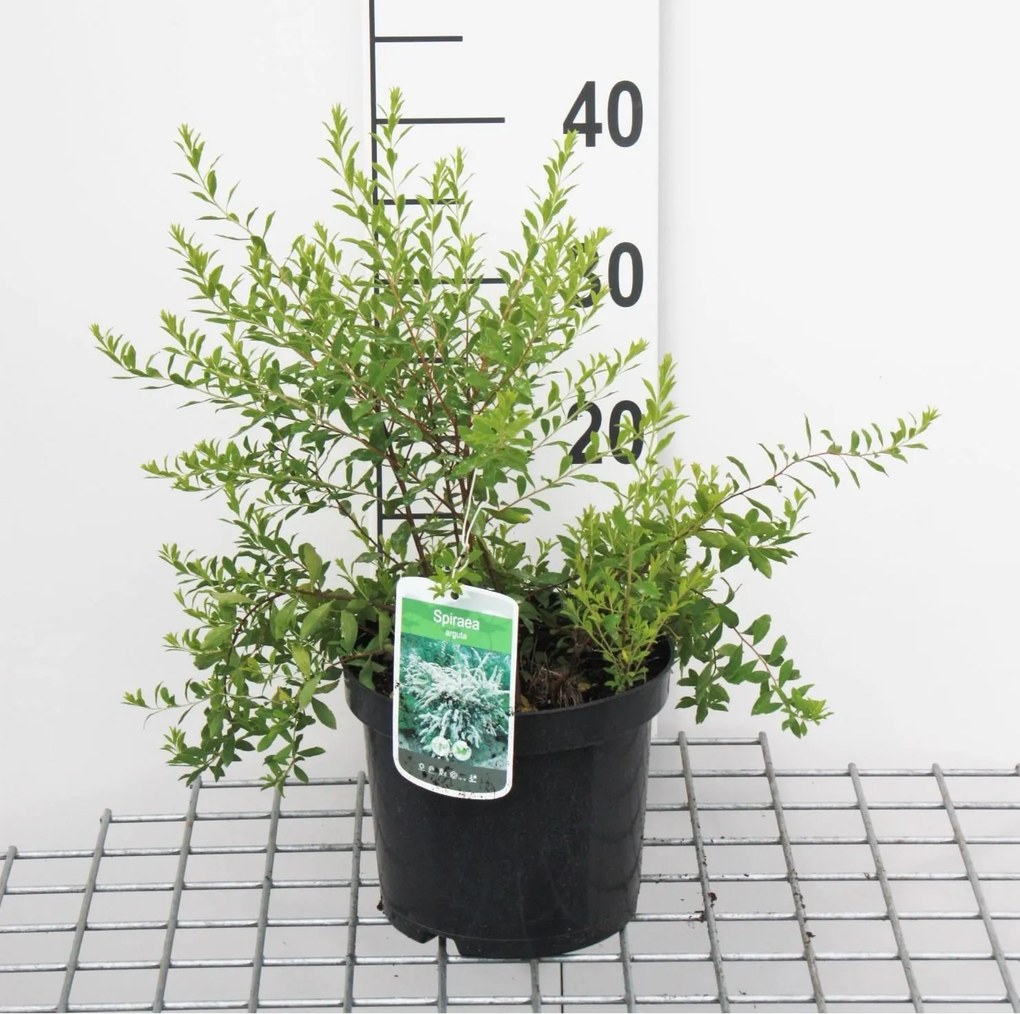 Spiraea x arguta - pot 3L - 40-60 cm