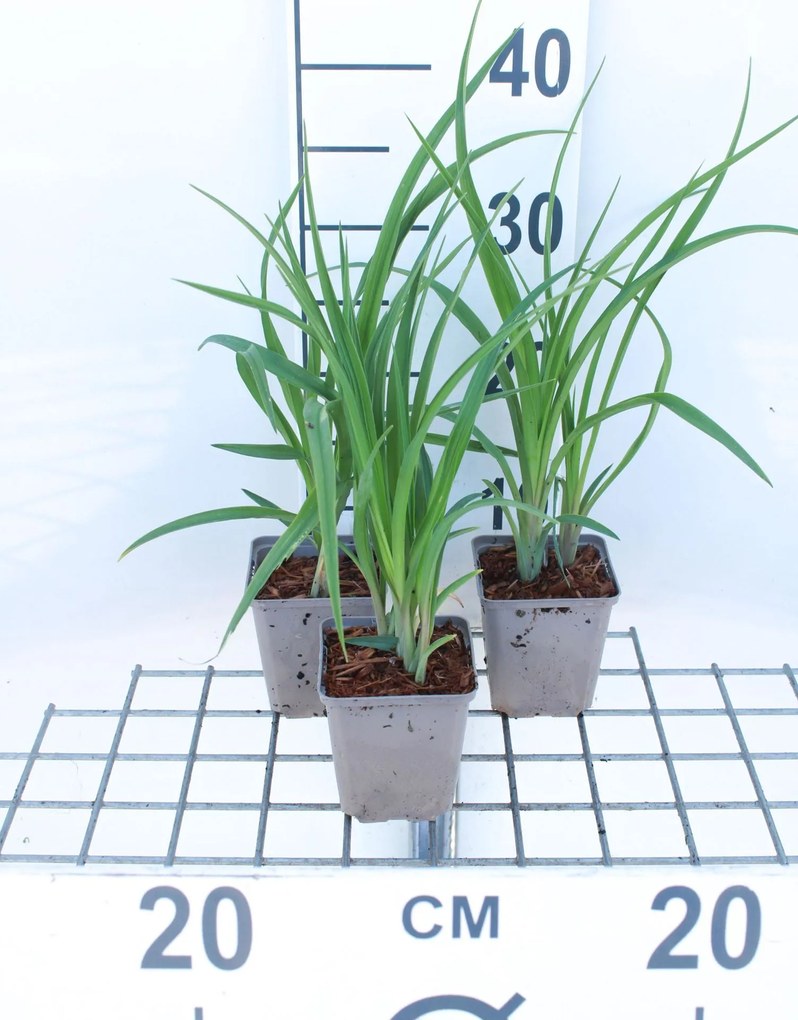 Hemerocallis lilioasphodelus - pot 9x9 cm -
