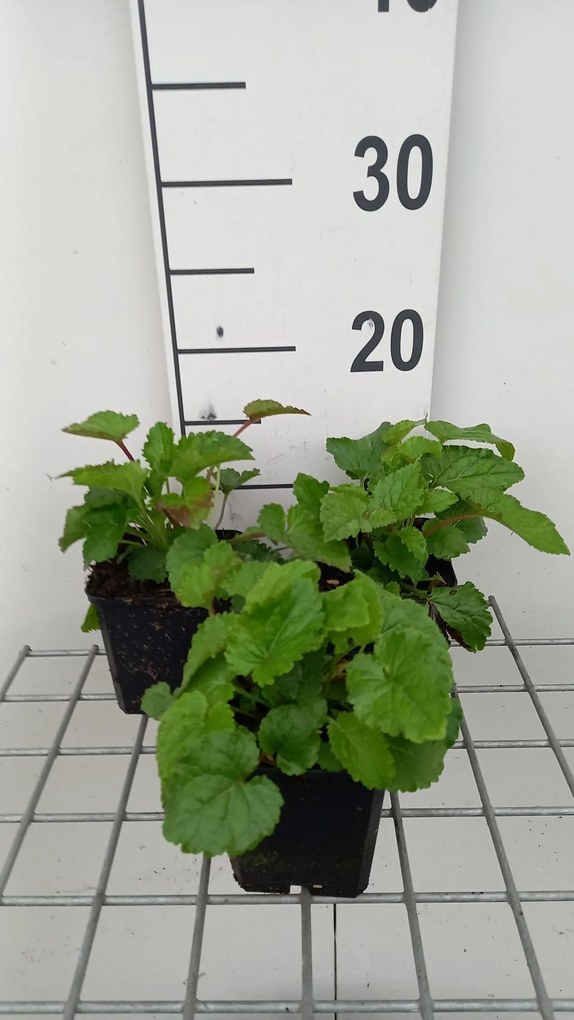Campanula takesimana - pot 9x9 cm