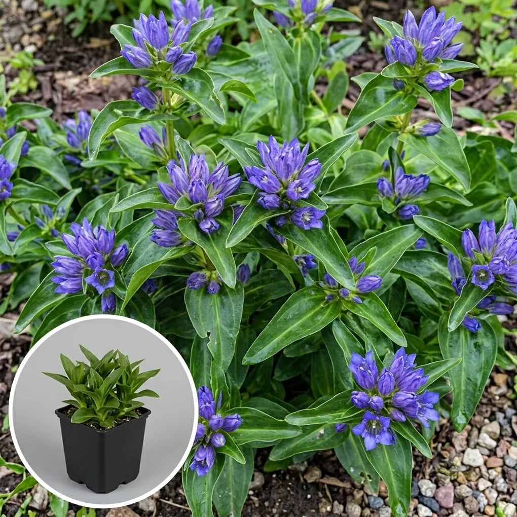 Gentiana cruciata - pot 9x9 cm -