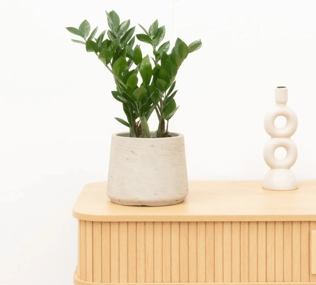 Zamioculcas - 50 cm
