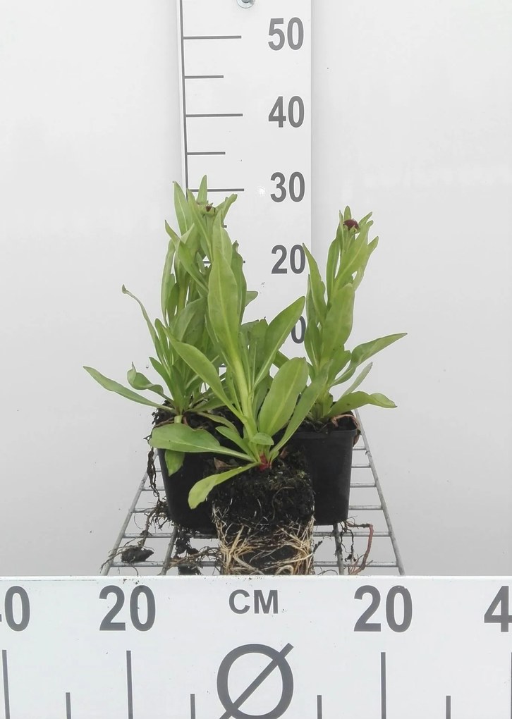Helenium bigelovii 'The Bishop' - pot 9x9 cm
