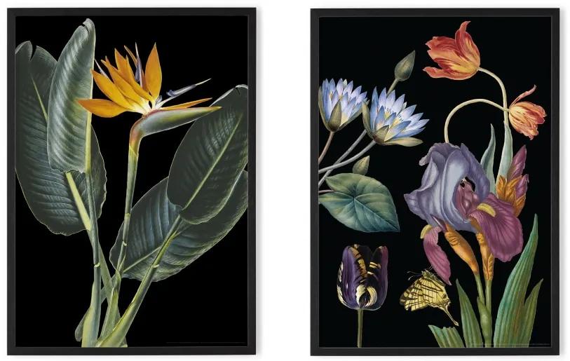 Vintage Dark Florals van het Natural History Museum set van 2 ingelijste prints A3, meerkleurig