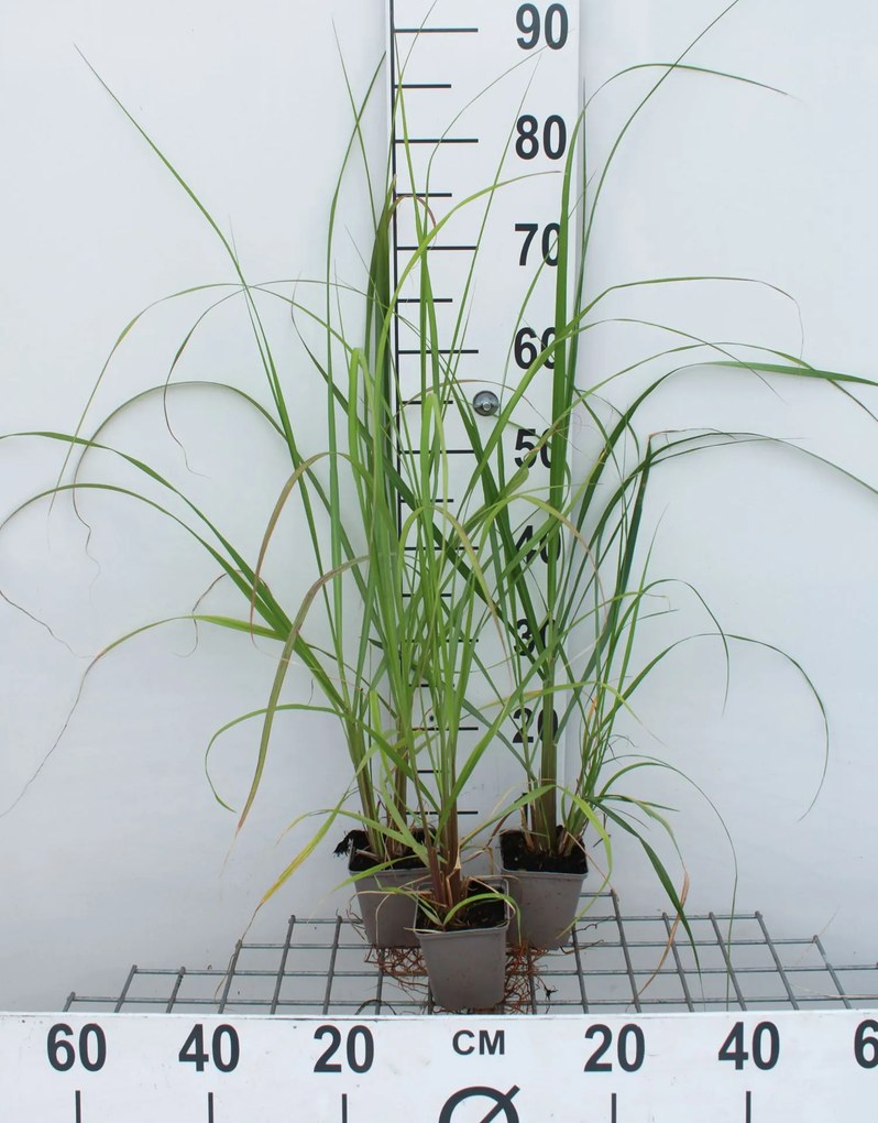 Pennisetum alopecuroides 'Black Beauty' - pot 9x9 cm -