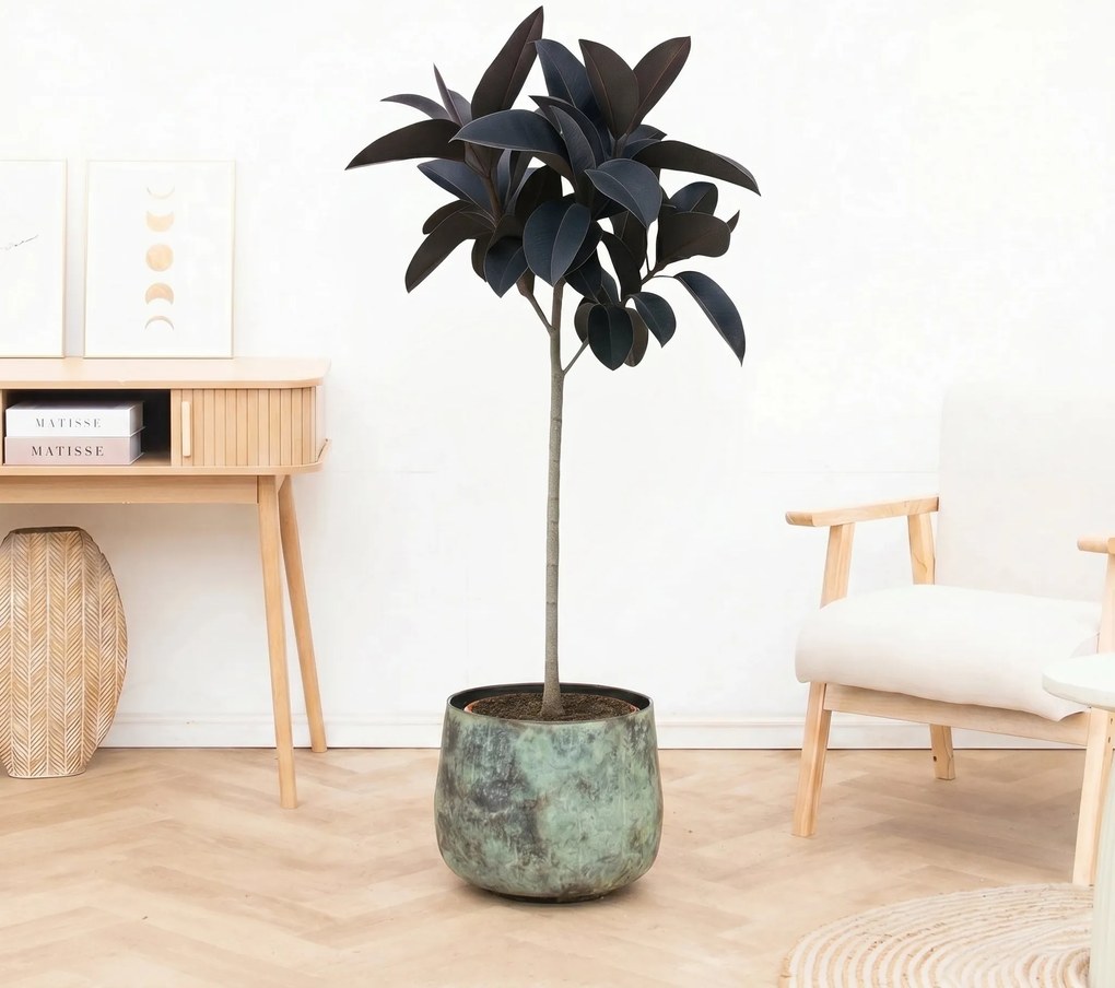 Ficus Elastica Abidjan stam - 150cm