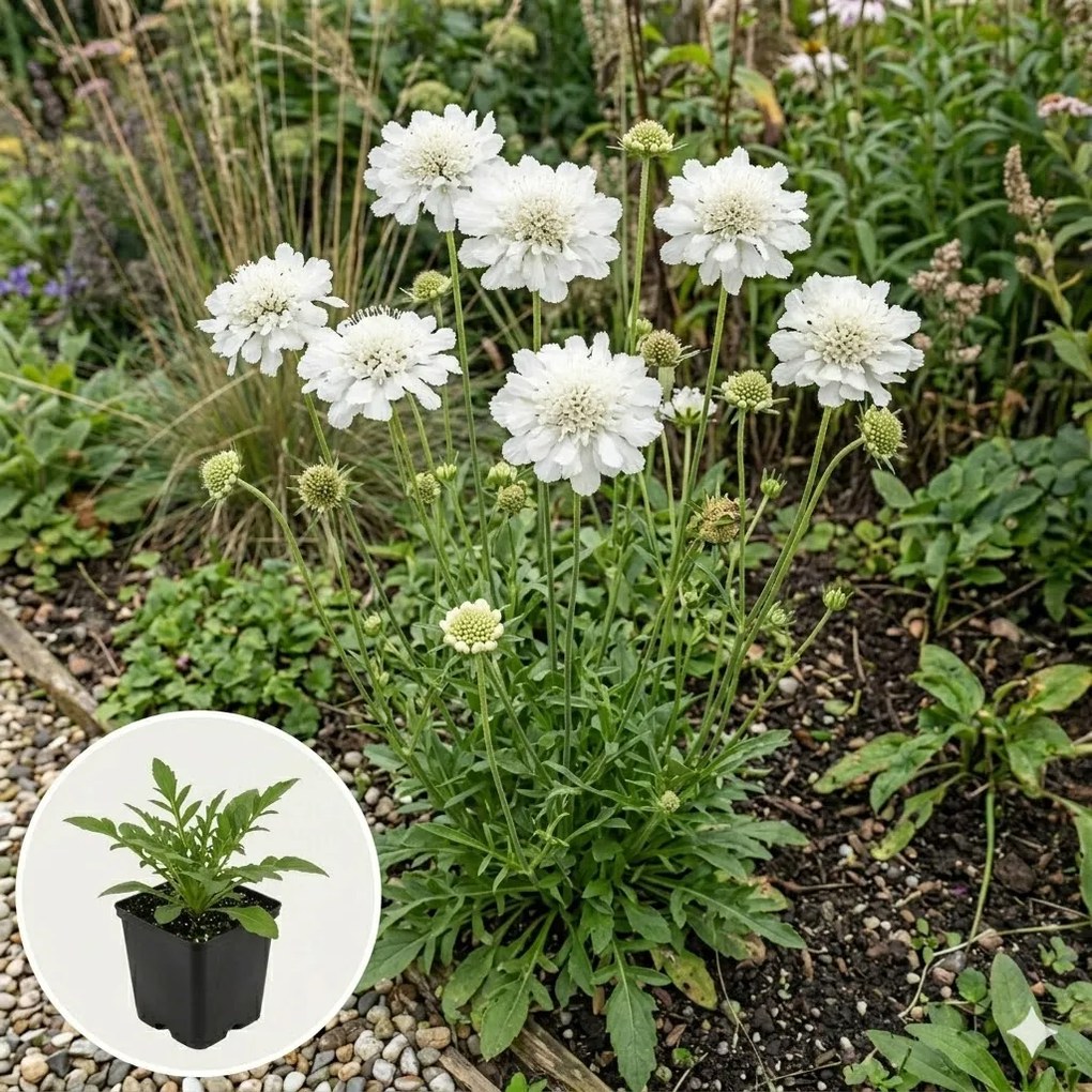 Scabiosa caucasica 'Perfecta Alba' - pot 9x9 cm -
