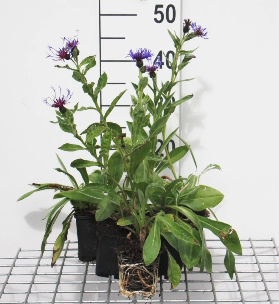 Centaurea montana'Coerulea'- pot 9x9 cm - Bergkorenbloem