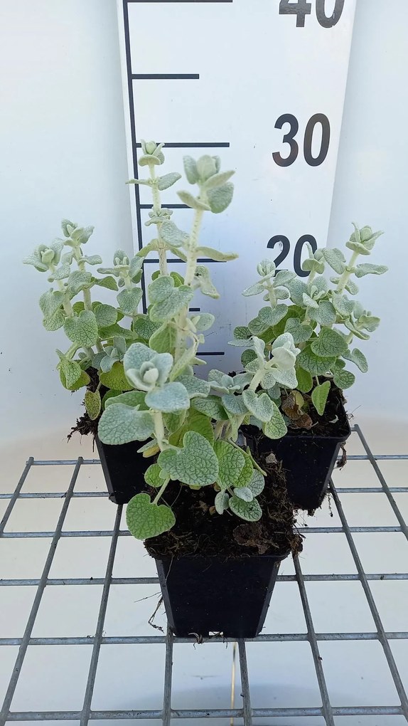 Ballota pseudodictamnus - pot 9x9 cm -