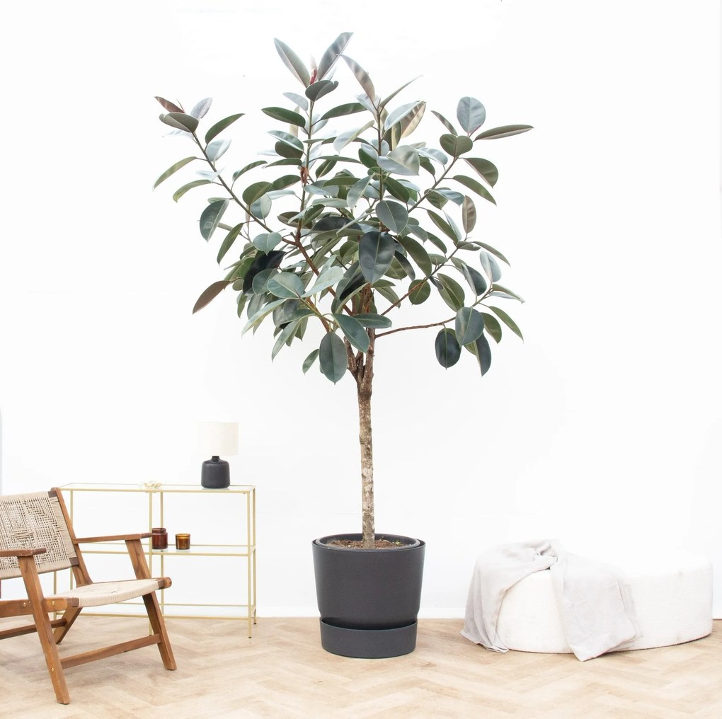 Ficus Elastica Abidjan boom - 220cm