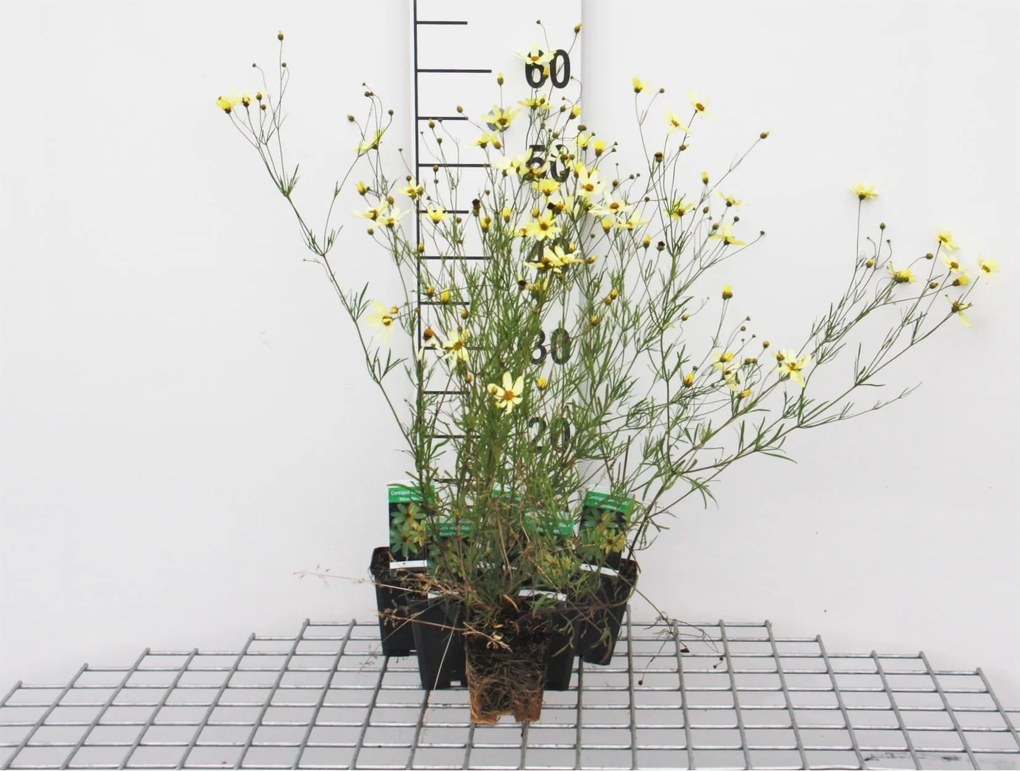 Coreopsis verticillata 'Moonbeam' - pot 9x9 cm -