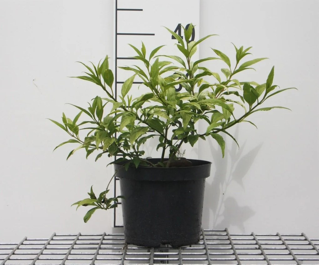 Forsythia 'Courtasol' (Gold Tide, Marée d'Or) - pot - 25-30 cm