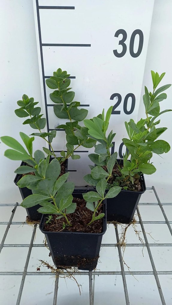 Baptisia australis - pot 9x9 cm -