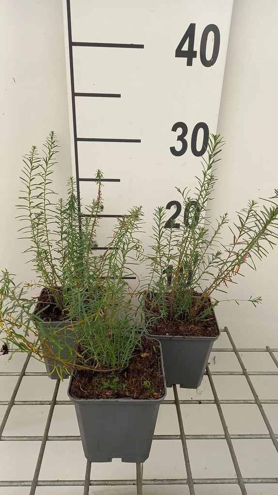 Linum perenne 'Saphir' - pot 9x9 cm -