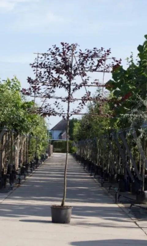 Sierpruim als leiboom Prunus cerasifera Nigra h 320 cm st. omtrek 12 cm st. h 200 cm