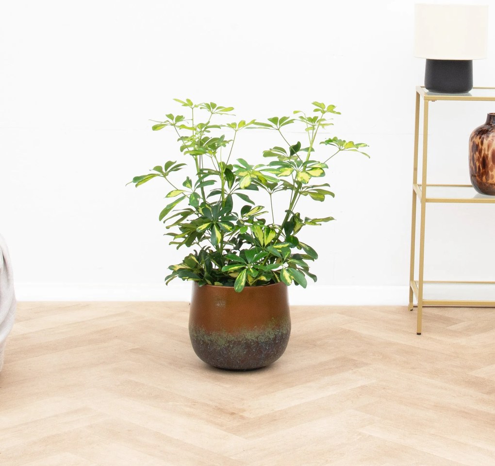 Schefflera Gold Capella struik - 80 cm