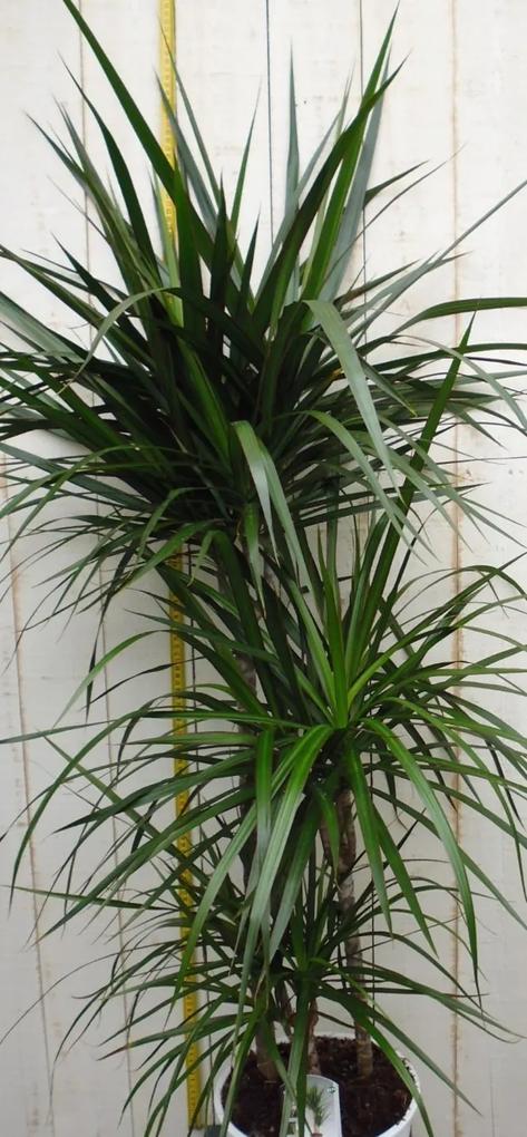 Kamerplant Drakenbloedboom Dracaena Marginata smal blad Groen 120 cm