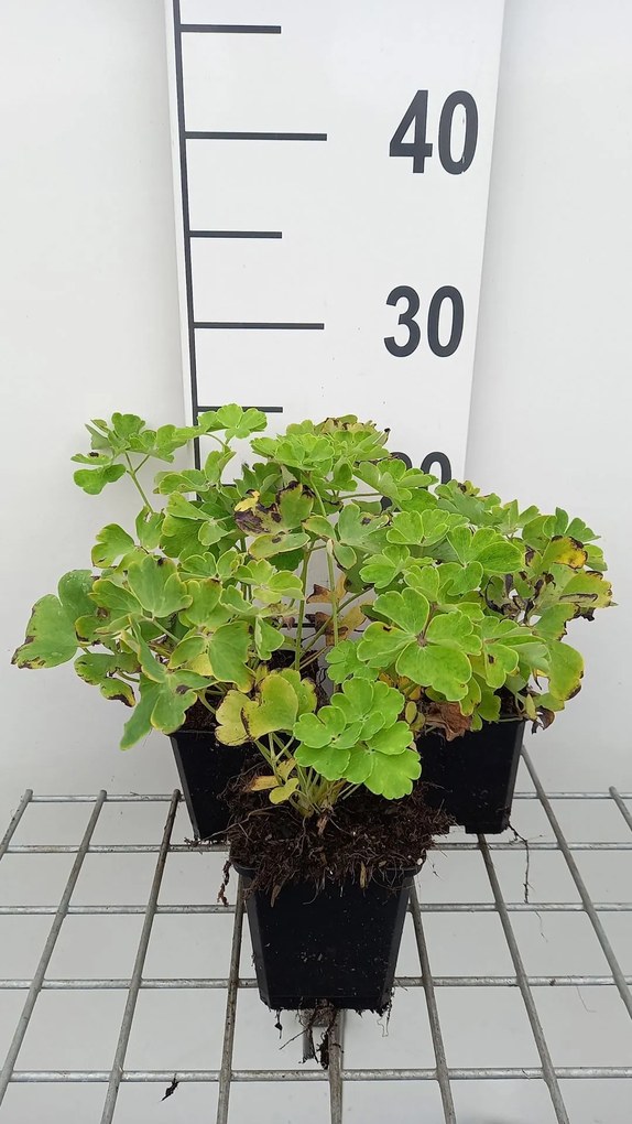 Aquilegia vulgaris 'Nivea' - pot 9x9 cm -