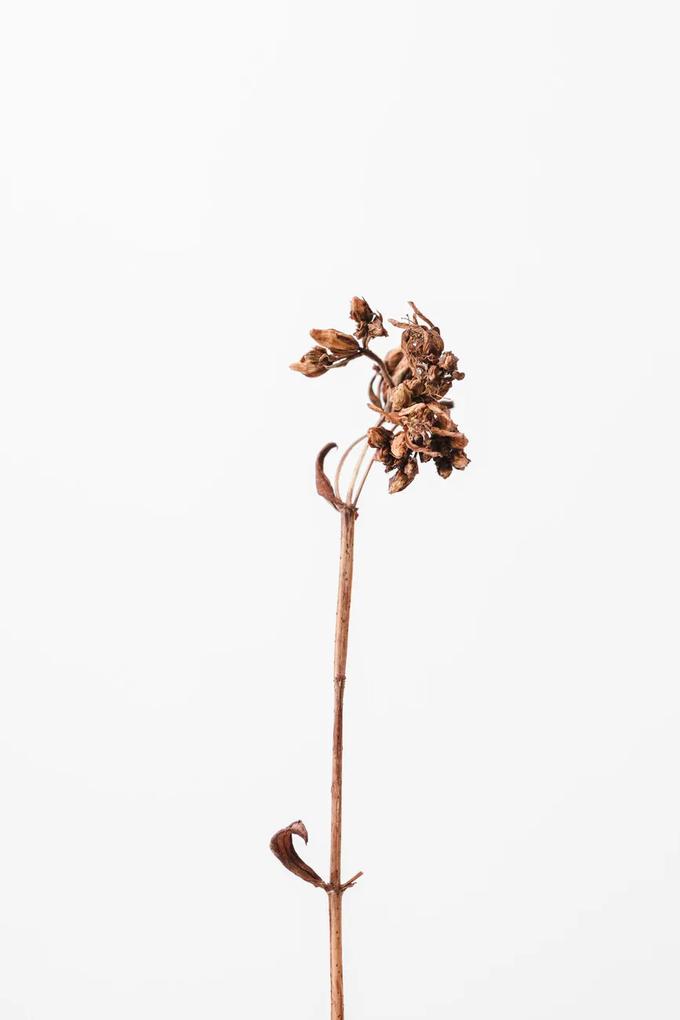 Kunstfotografie Dried brown plant 2, Studio Collection, (26.7 x 40 cm)