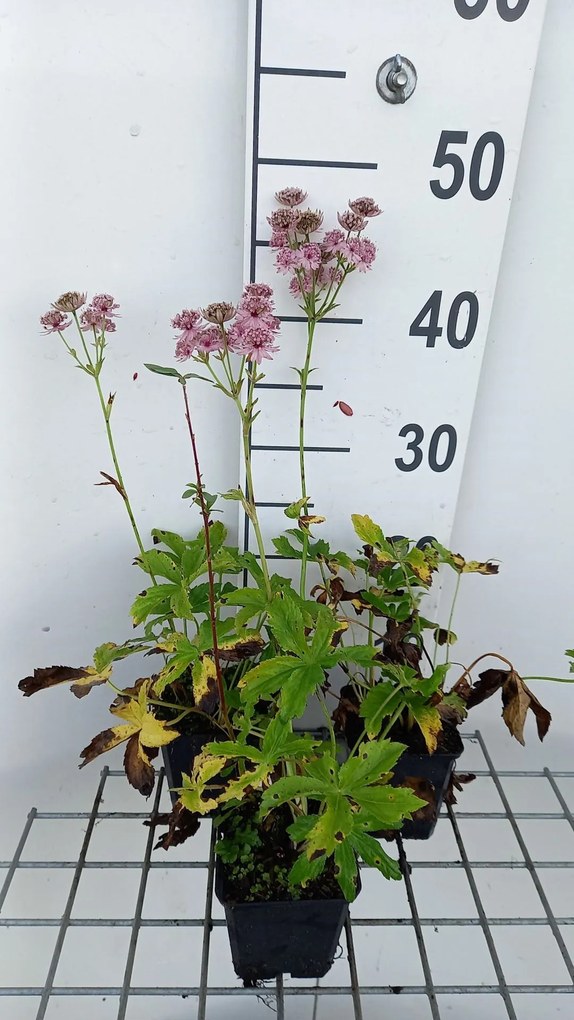 Astrantia major 'Rosea' - pot 9x9 cm -