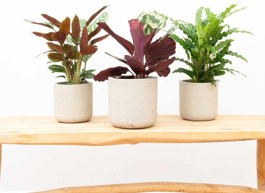 Combideal - Calathea Compactstar + Calathea Shinestar + Calathea Bluegrass