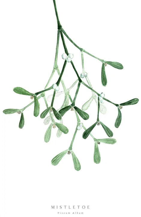 Ilustratie Watercolor mistletoe illustration, Blursbyai