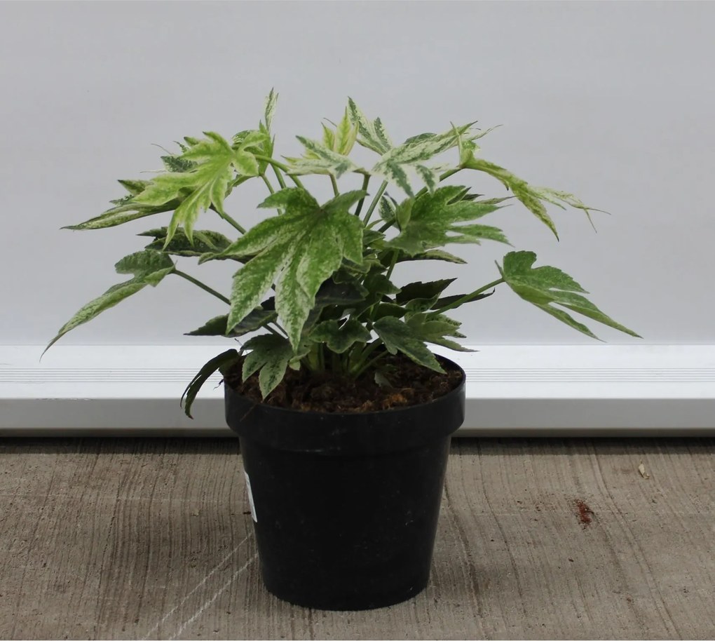 Fatsia japonica'Tsumugi-shibori'- pot - 30-40 cm