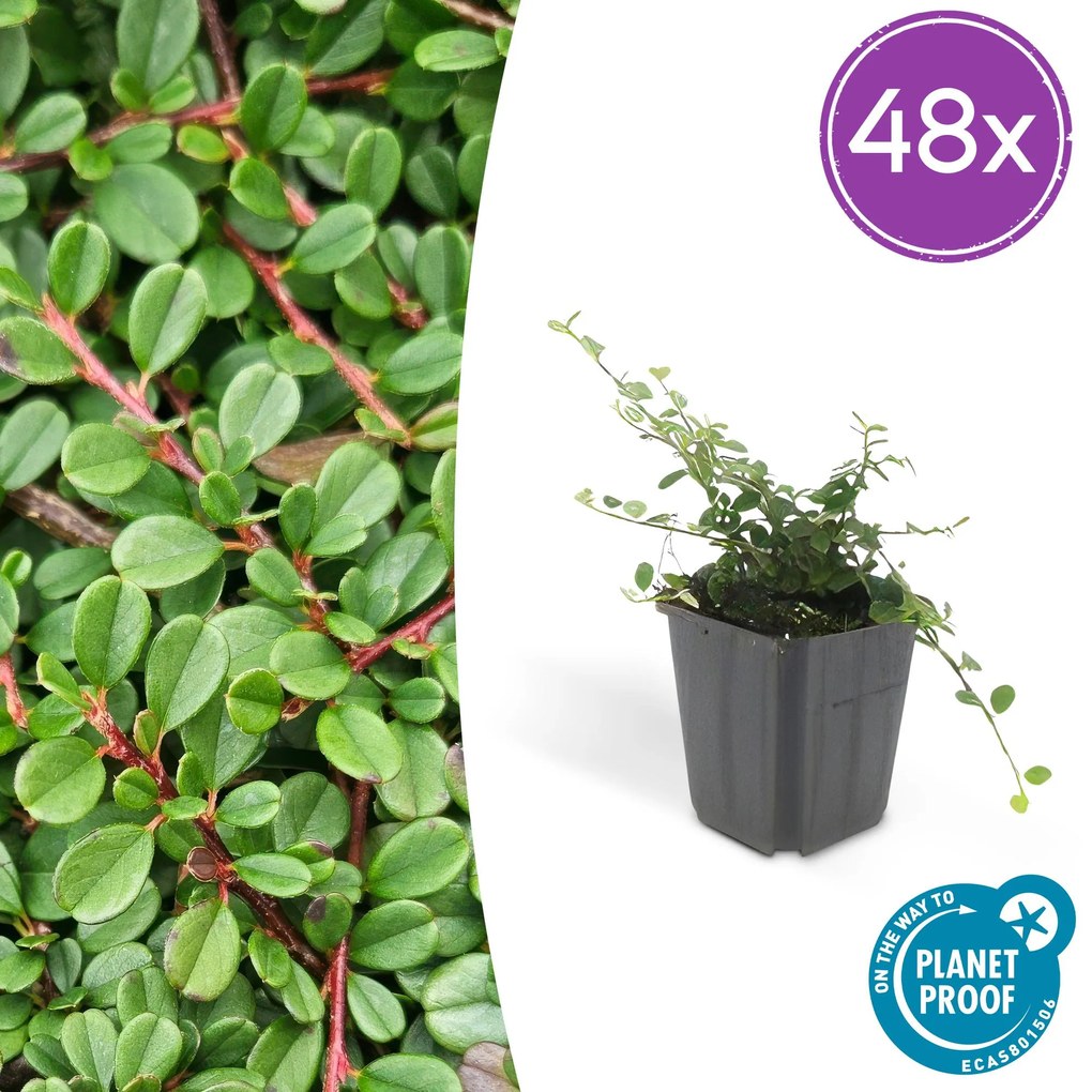 48x Cotoneaster pr.'Streib's Findling'-↕10-25cm - Ø9cm