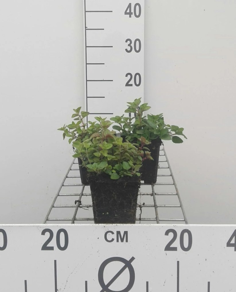 Oregano, wilde marjolein, palingkruid - pot 9x9 cm (Origanum vulgare) -