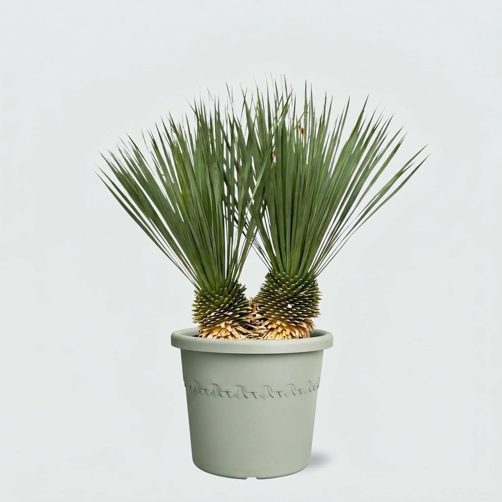 Yucca Rostrata dubbele stam - 100cm