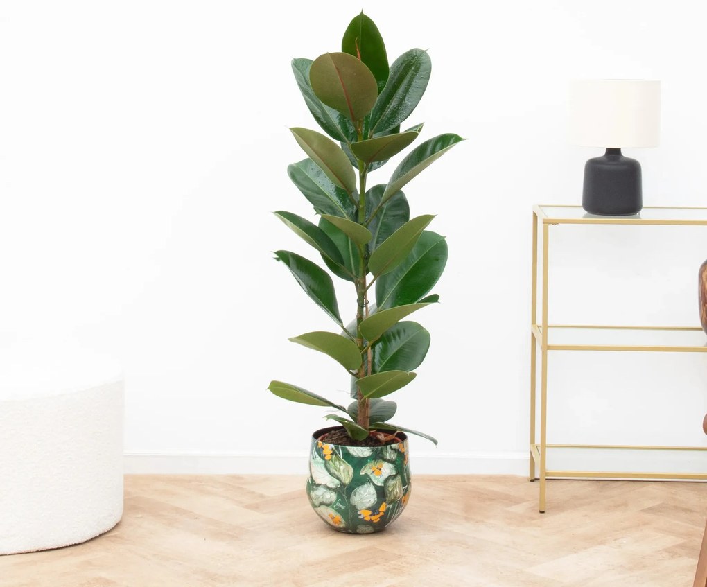 Ficus Elastica Robusta Struik - 90cm