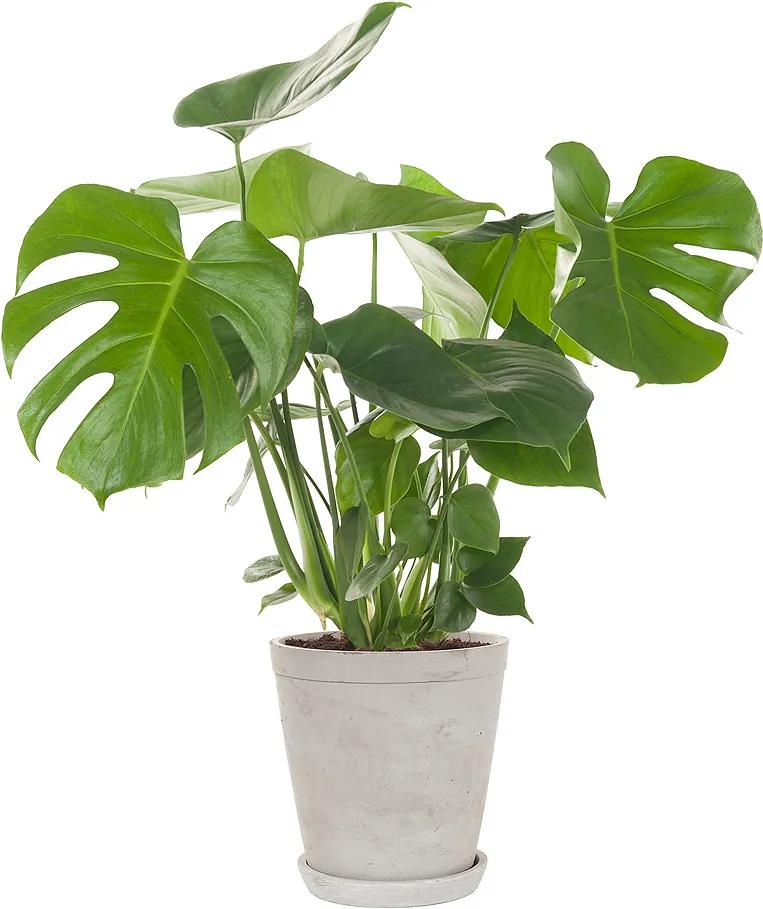 Gatenplant (Monstera) incl. 'Soft grey' pot