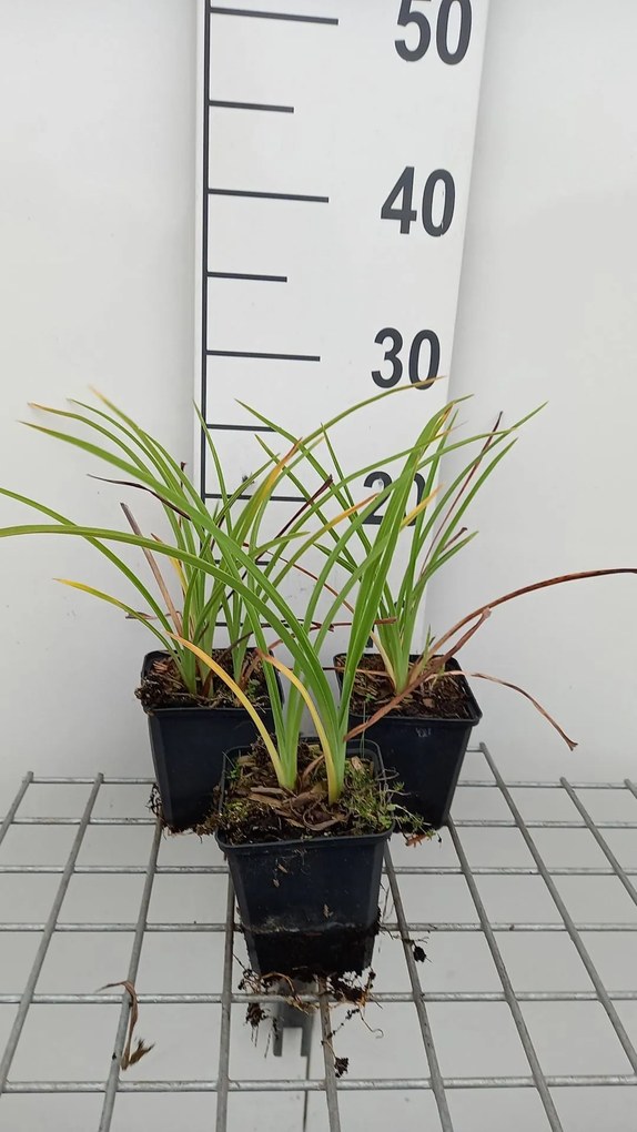 Hemerocallis 'Double River Wye' - pot 9x9 cm