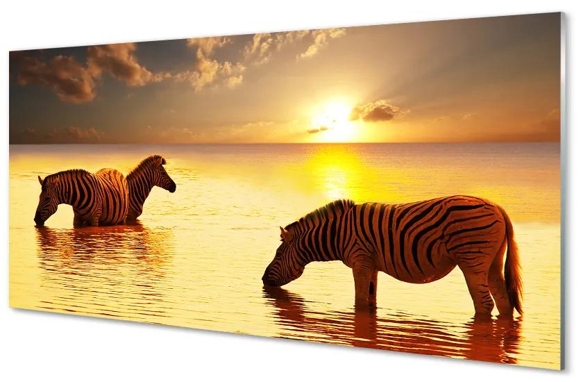 Plexiglas foto Zebra water sunset 100x50 cm