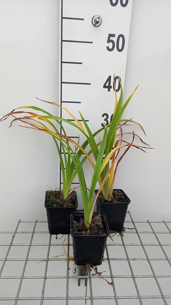 Hemerocallis 'Painted Trillium' - pot 9x9 cm