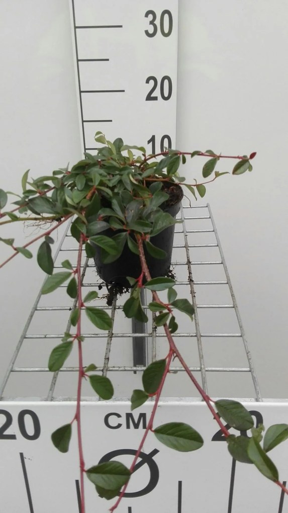 Cotoneaster dammeri 'Major' - pot 1,3L - 20-30 cm -