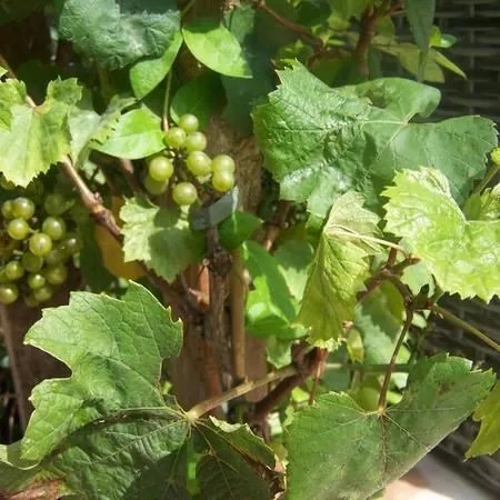 Vitis 'Muscaat of Alexandria' (Muscaat van Alexandrie) - pot - 50-60 cm