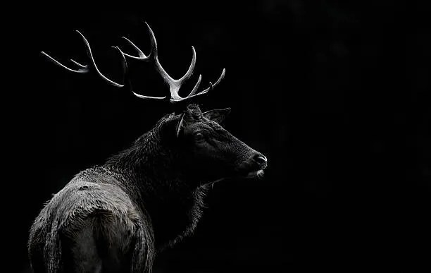 Foto The deer soul, Massimo Mei