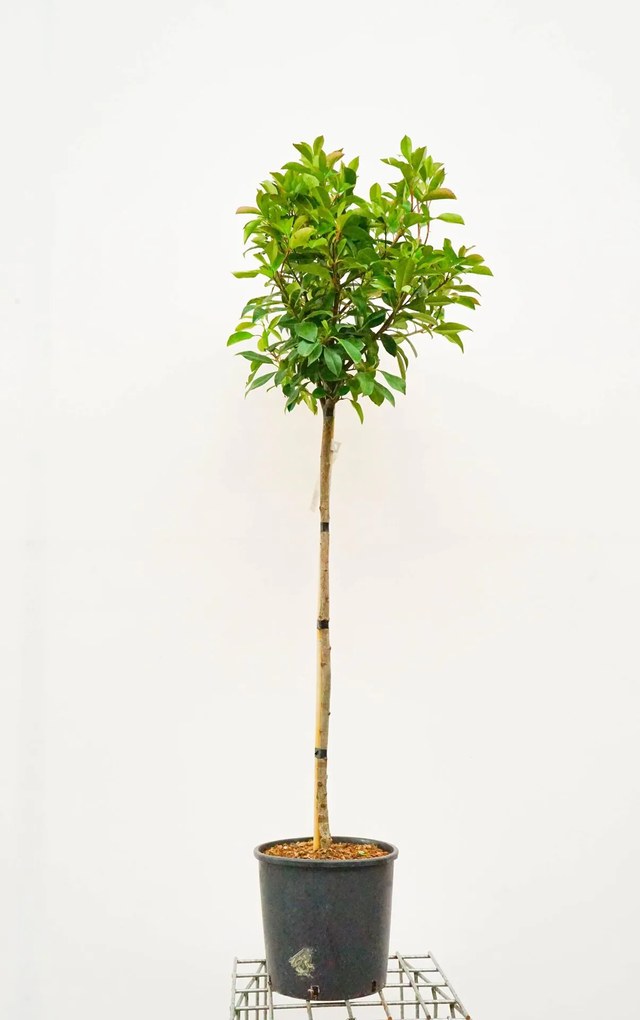 Photinia x fraseri 'Red Robin' - pot 15L - halfstam boom