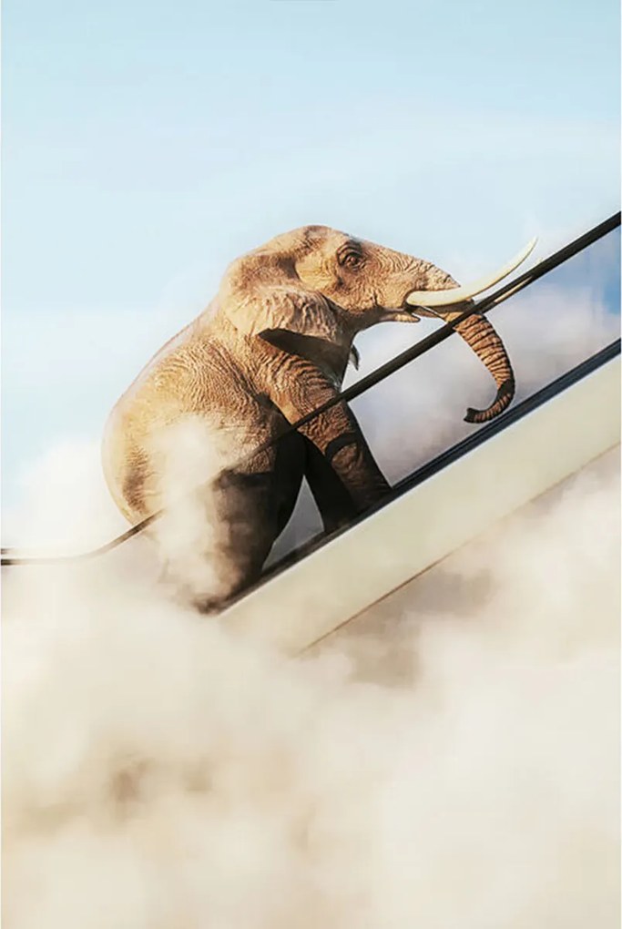 Schilderij Olifant Op Roltrap