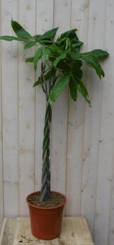 Kamerplant Geldboom op gevlochten stam 120 cm
