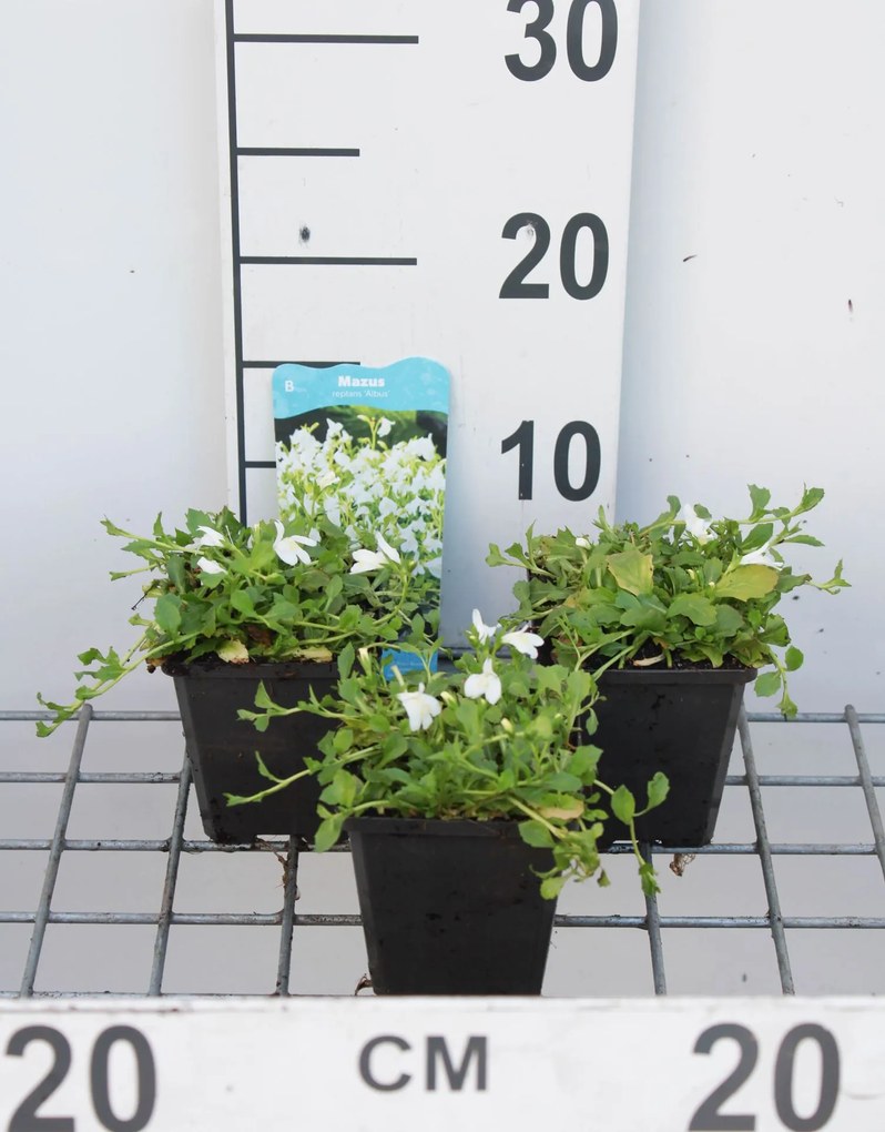 Mazus reptans 'Albus' - pot 9x9 cm