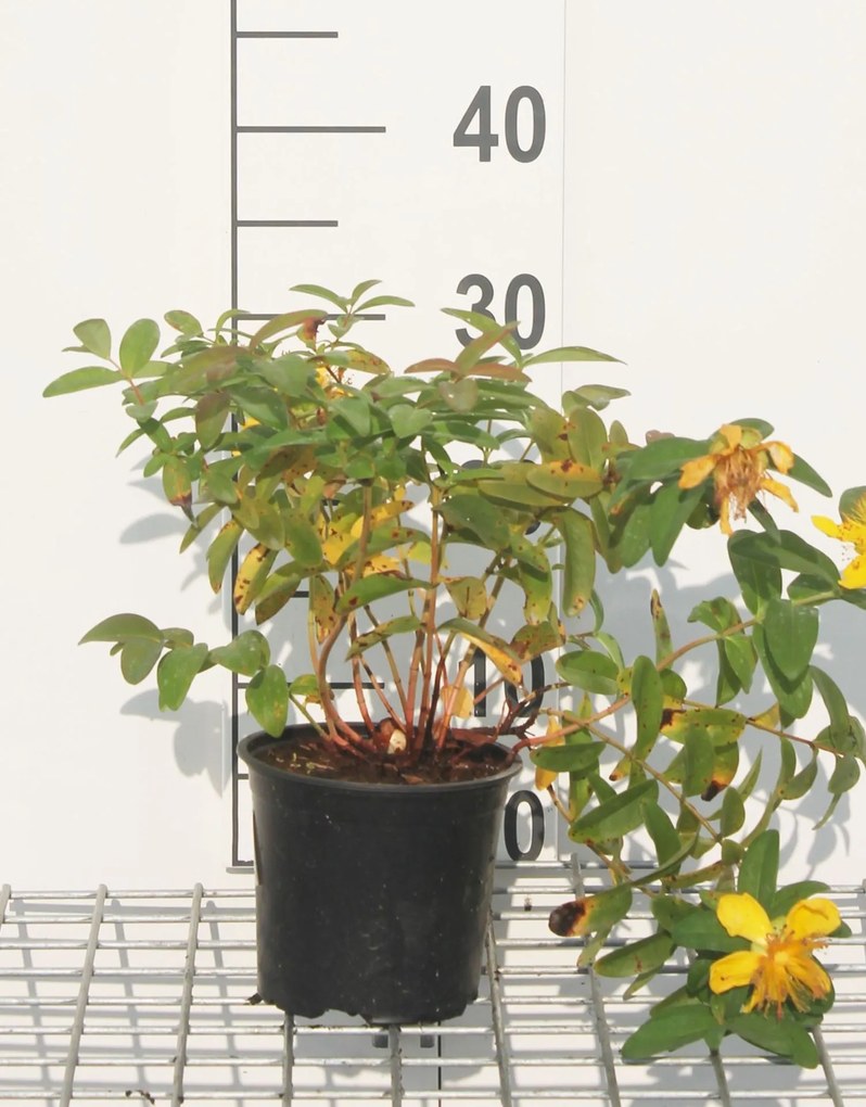 Hypericum 'Hidcote' - pot - 25-30 cm