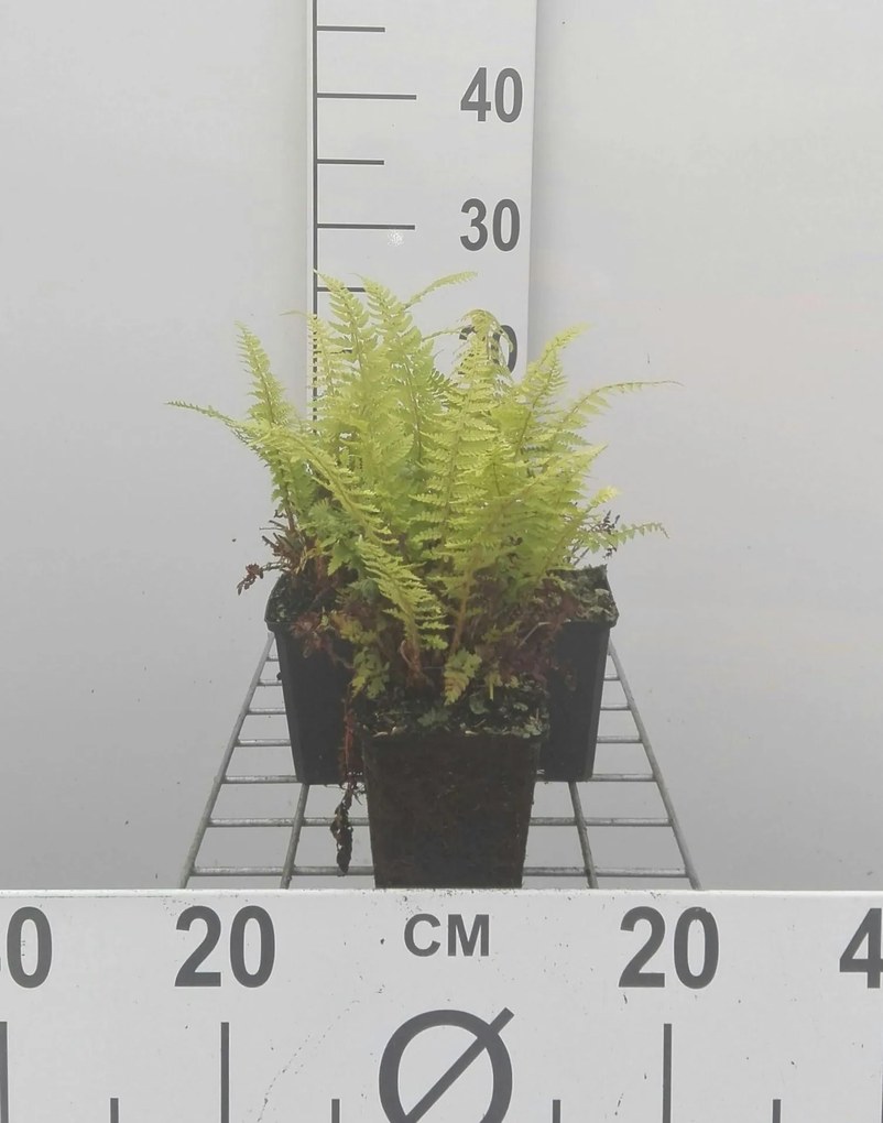 Pteridium aquilinum - pot 9x9 cm