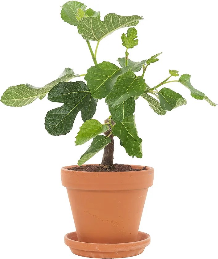 Vijgenboom (Ficus Carica) incl. terracotta pot