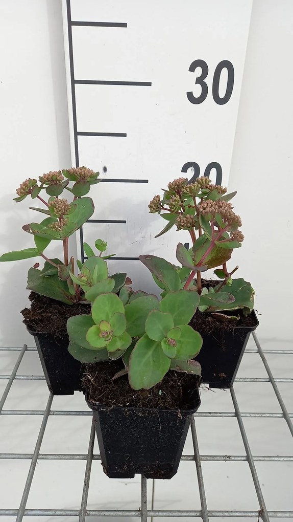 Sedum 'Matrona' - pot 9x9 cm -