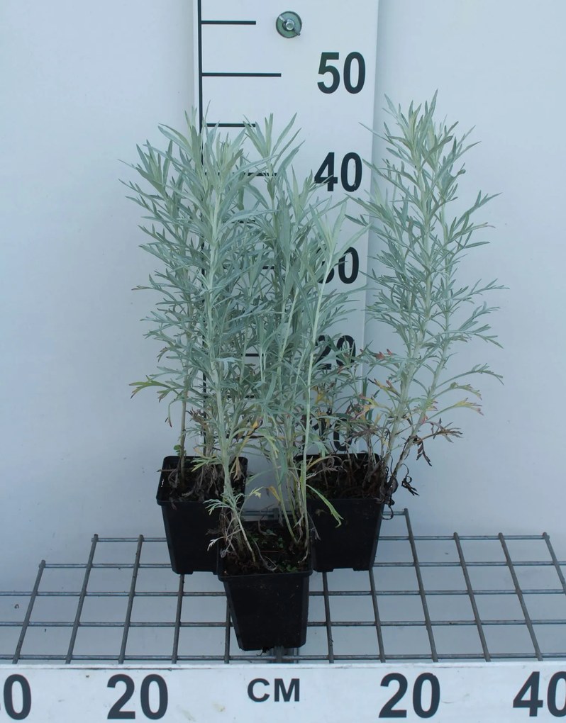 Artemisia ludoviciana 'Silver Queen' - pot 9x9 cm -