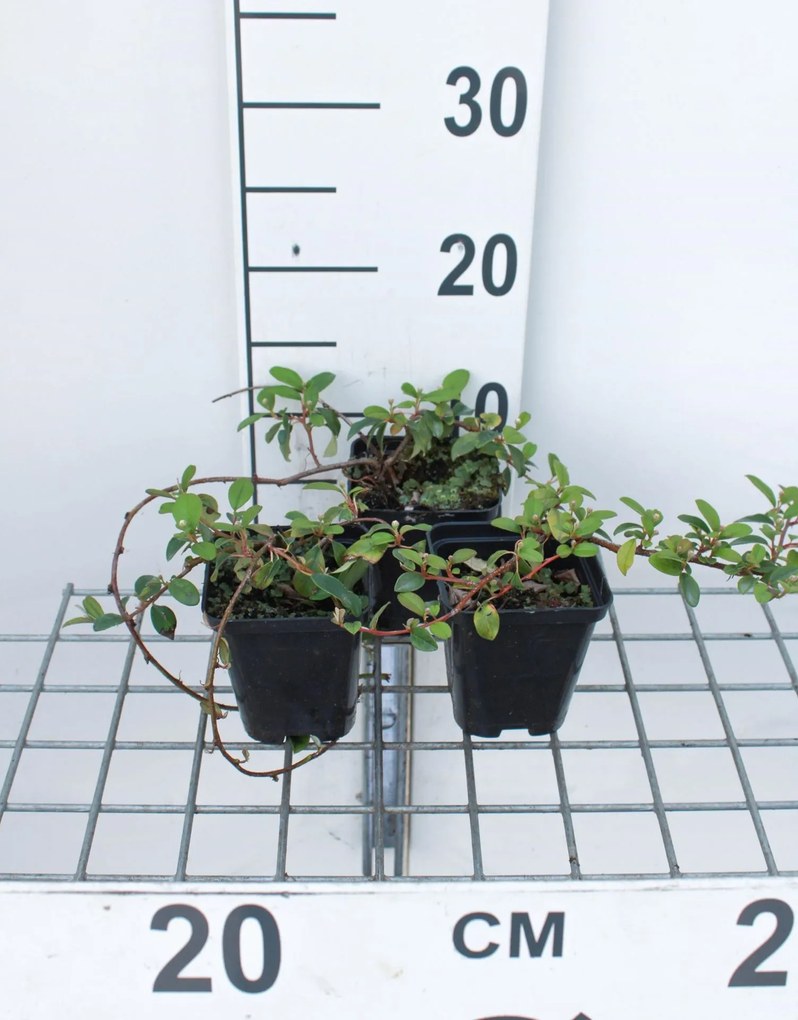 Cotoneaster dammeri 'Major' - pot 9x9 cm - 20-25 cm