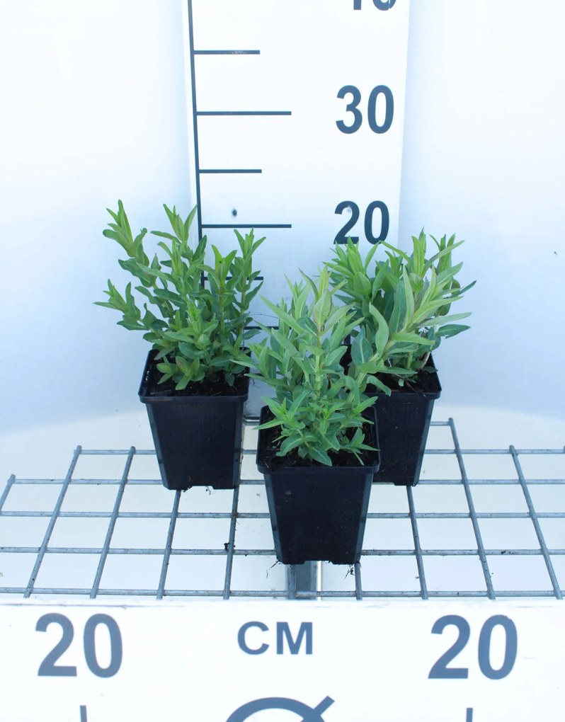 Lythrum salicaria - pot 9x9 cm -