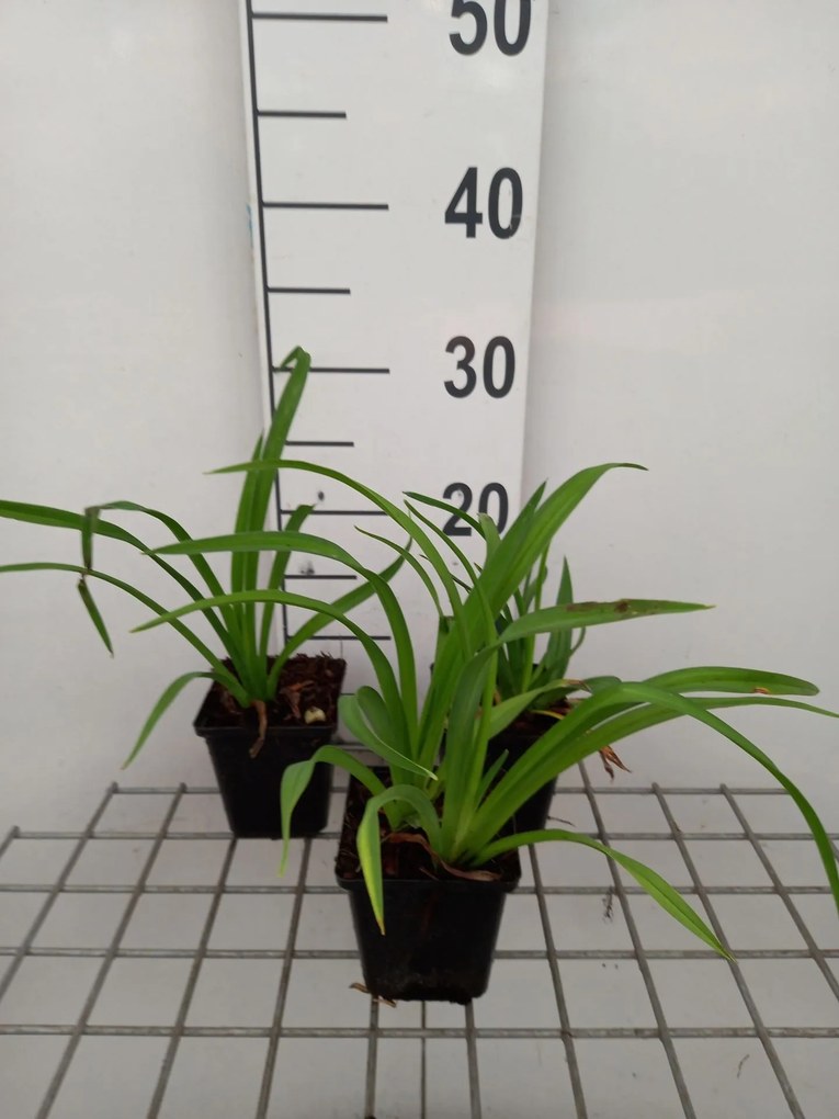 Hemerocallis 'Mauna Loa' - pot 9x9 cm -
